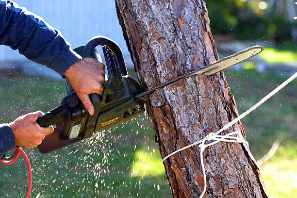  , USA Tree Care Pros